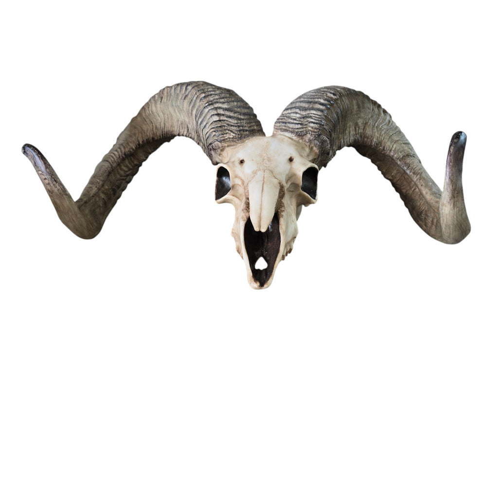 Cast Resin Ram Skull Wall Hanging