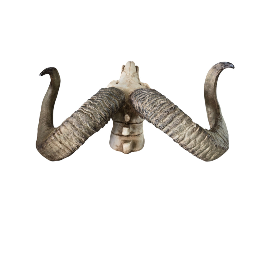 Cast Resin Ram Skull Wall Hanging