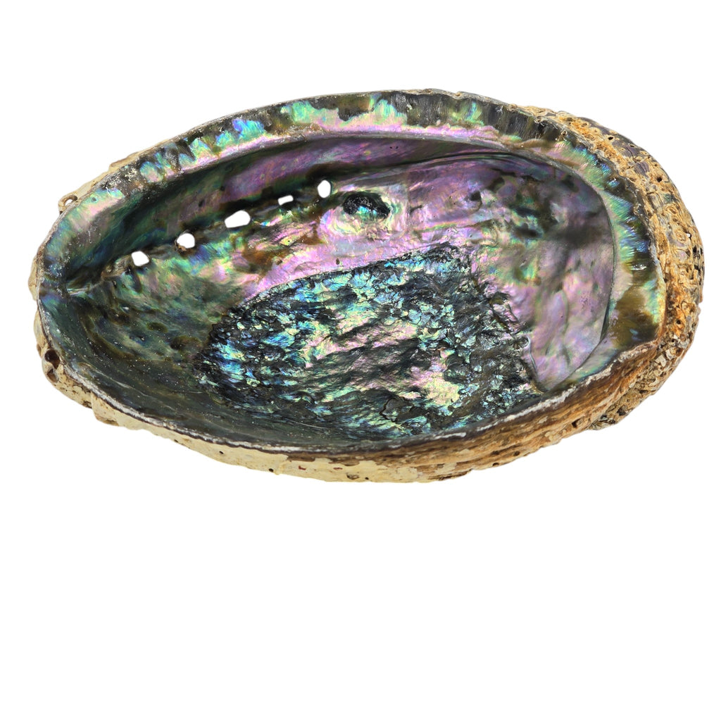 Natural Abalone Polished Paua Shell; Rainbow Coloration with Sea Green, Blues and Pink.