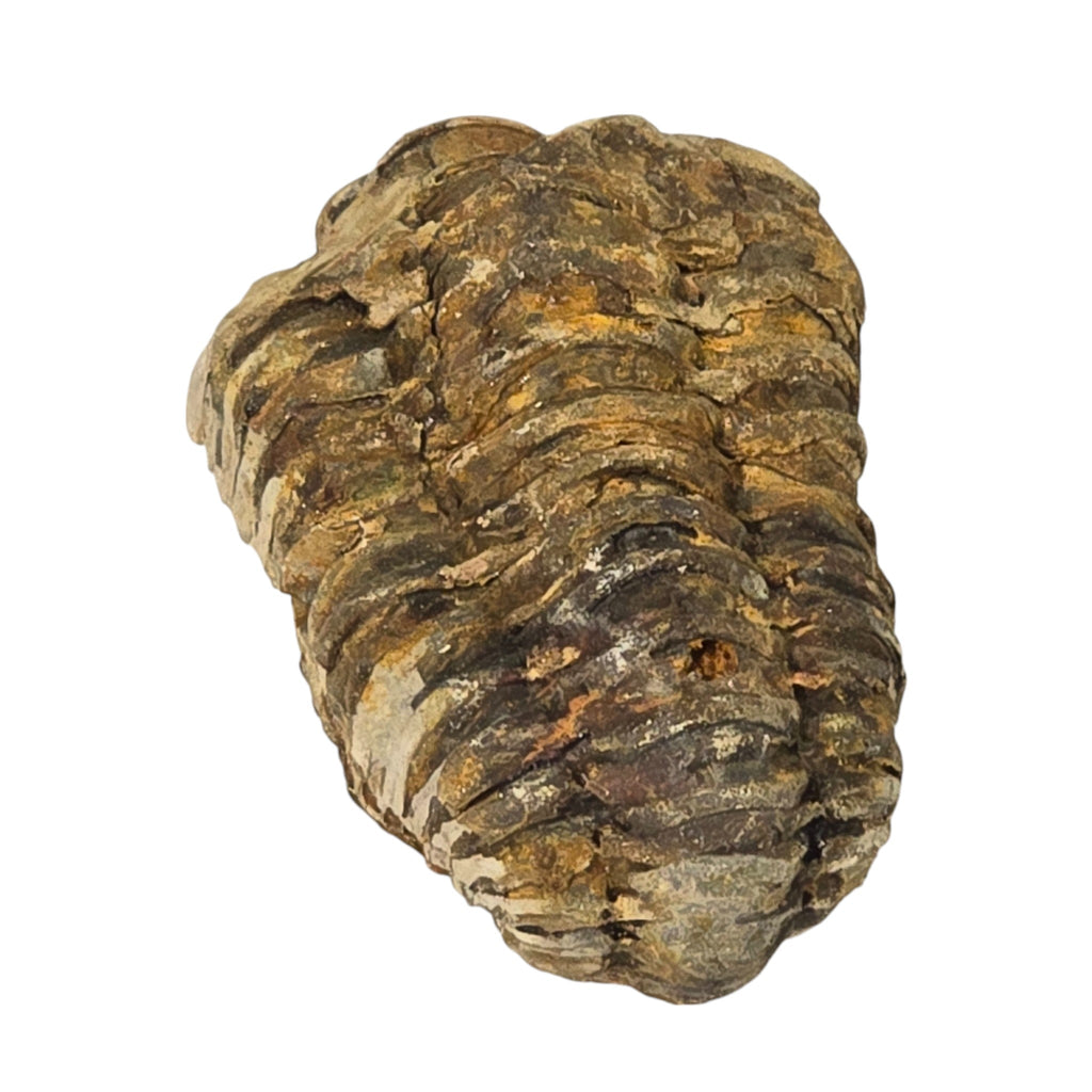 Natural Calymene Trilobite Fossil