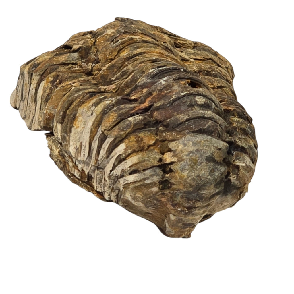 Natural Calymene Trilobite Fossil