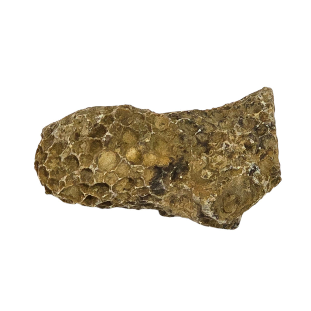 Sponge Fossil