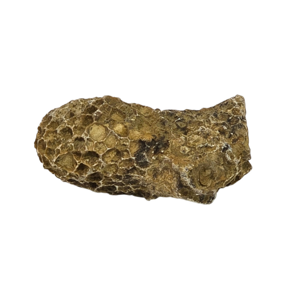 Sponge Fossil