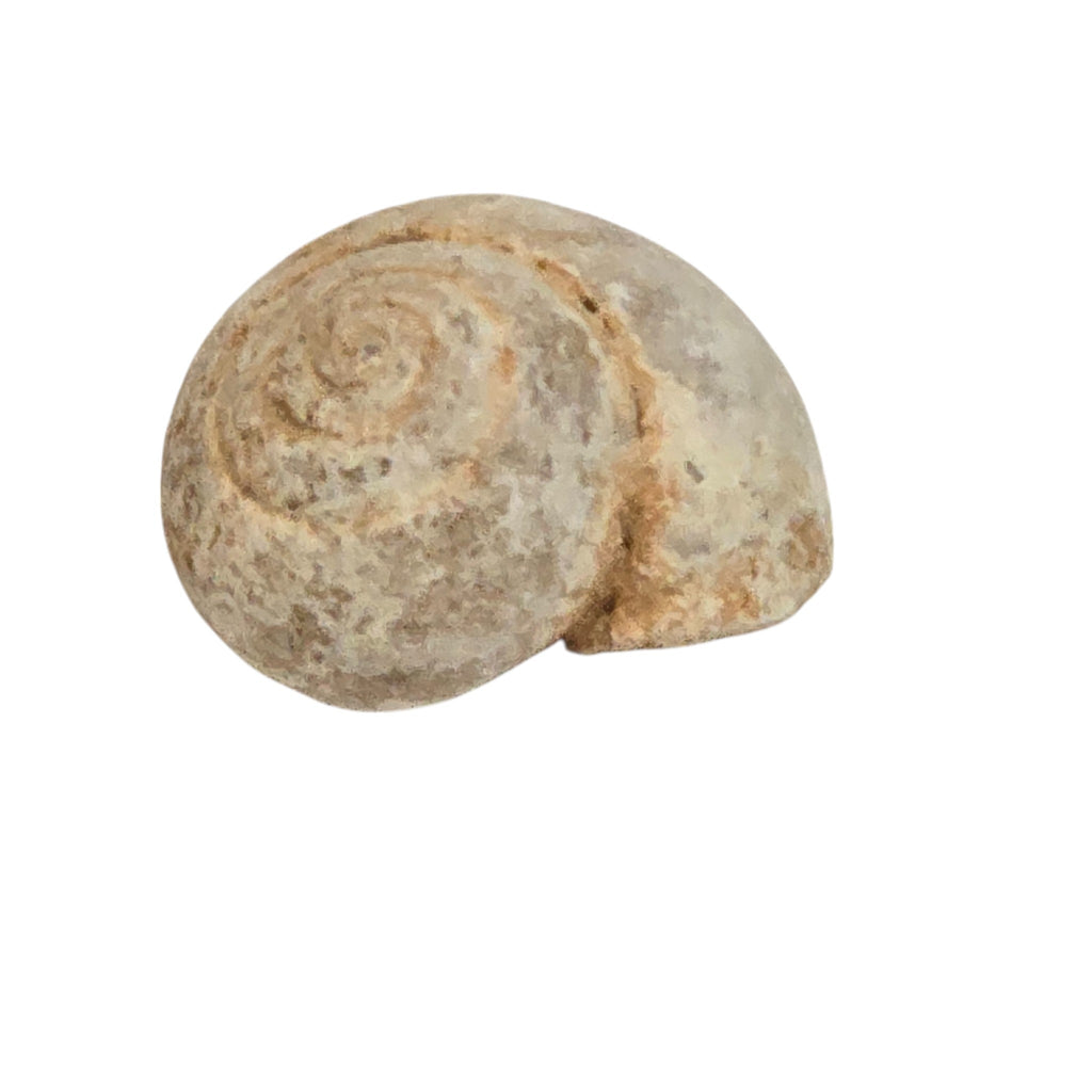 Gastropod Fossil