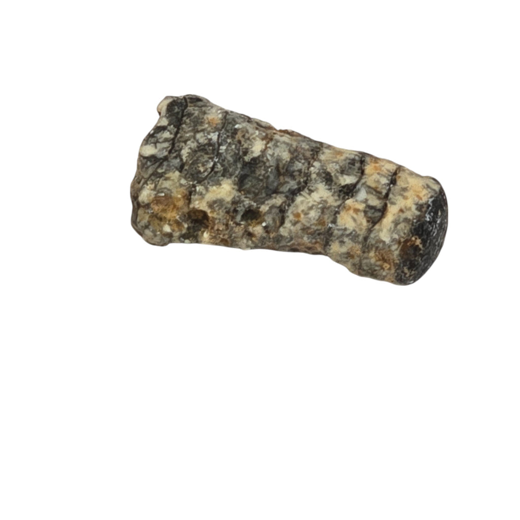 Orthoceras Fossil