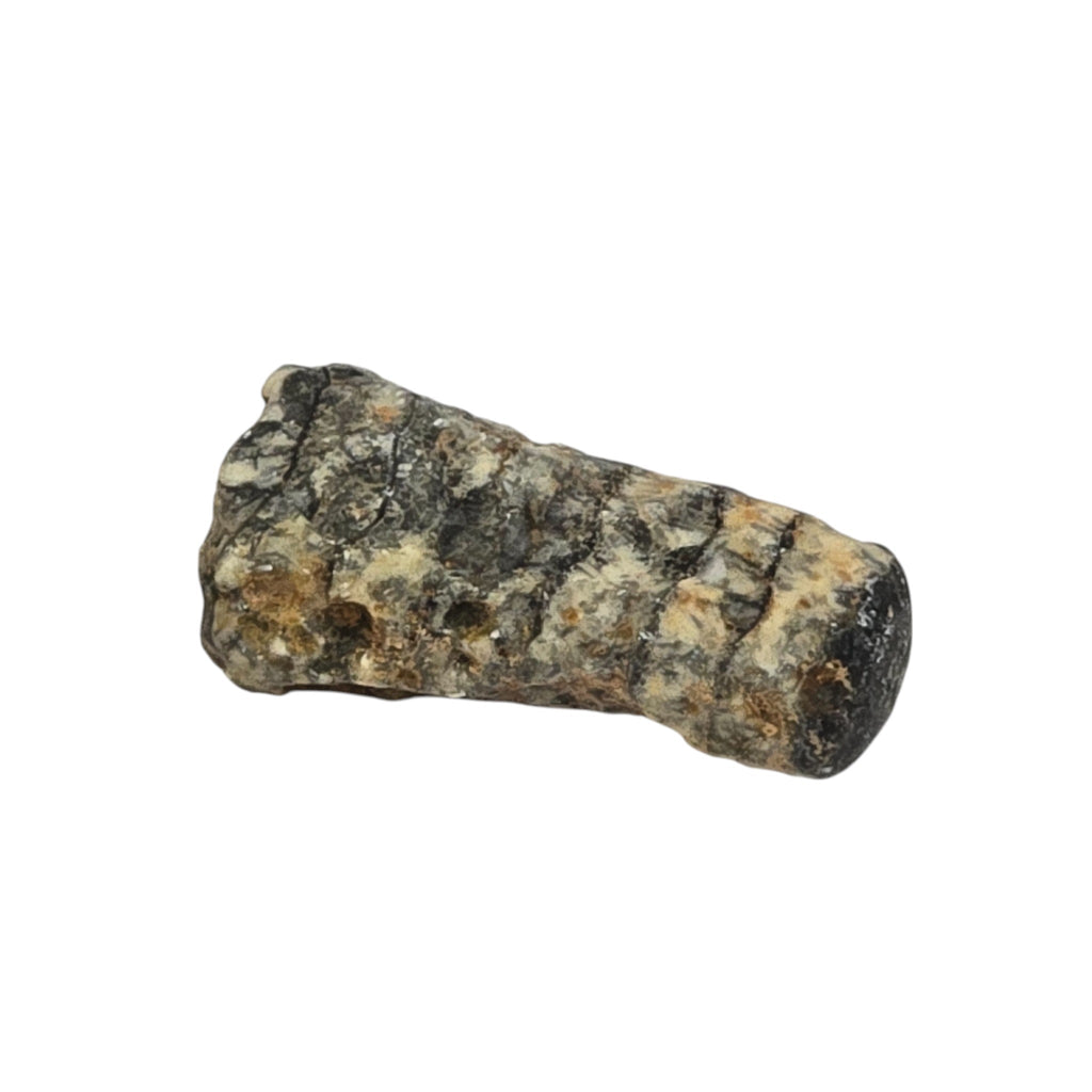 Orthoceras Fossil