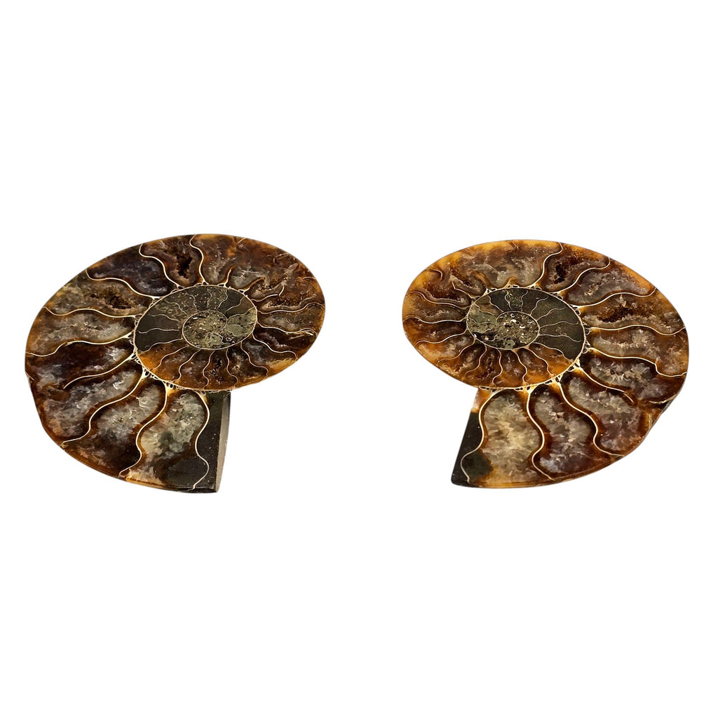 Large Polished Natural Sliced Ammonite Fossil