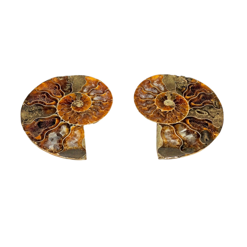 Small Polished Natural Sliced Ammonite Fossil