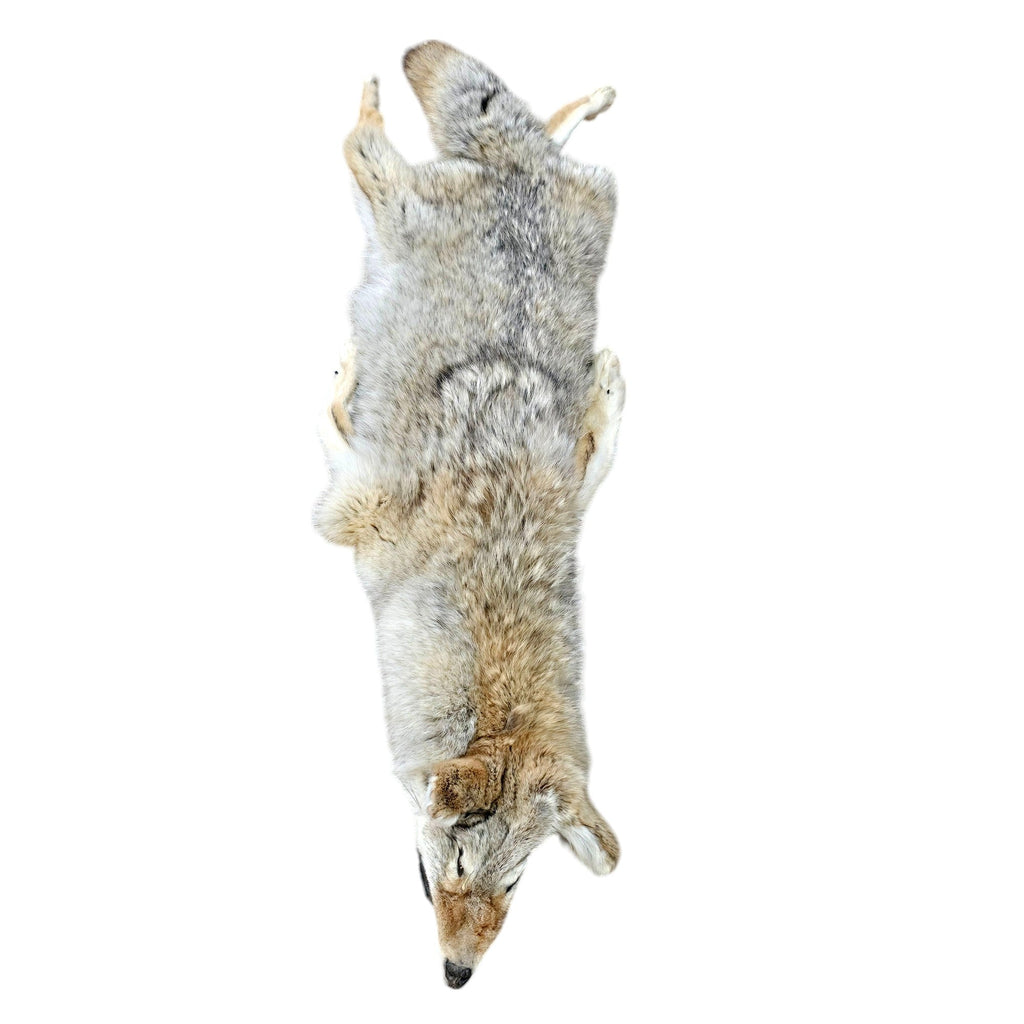 Premium Grade Natural Coyote Hide