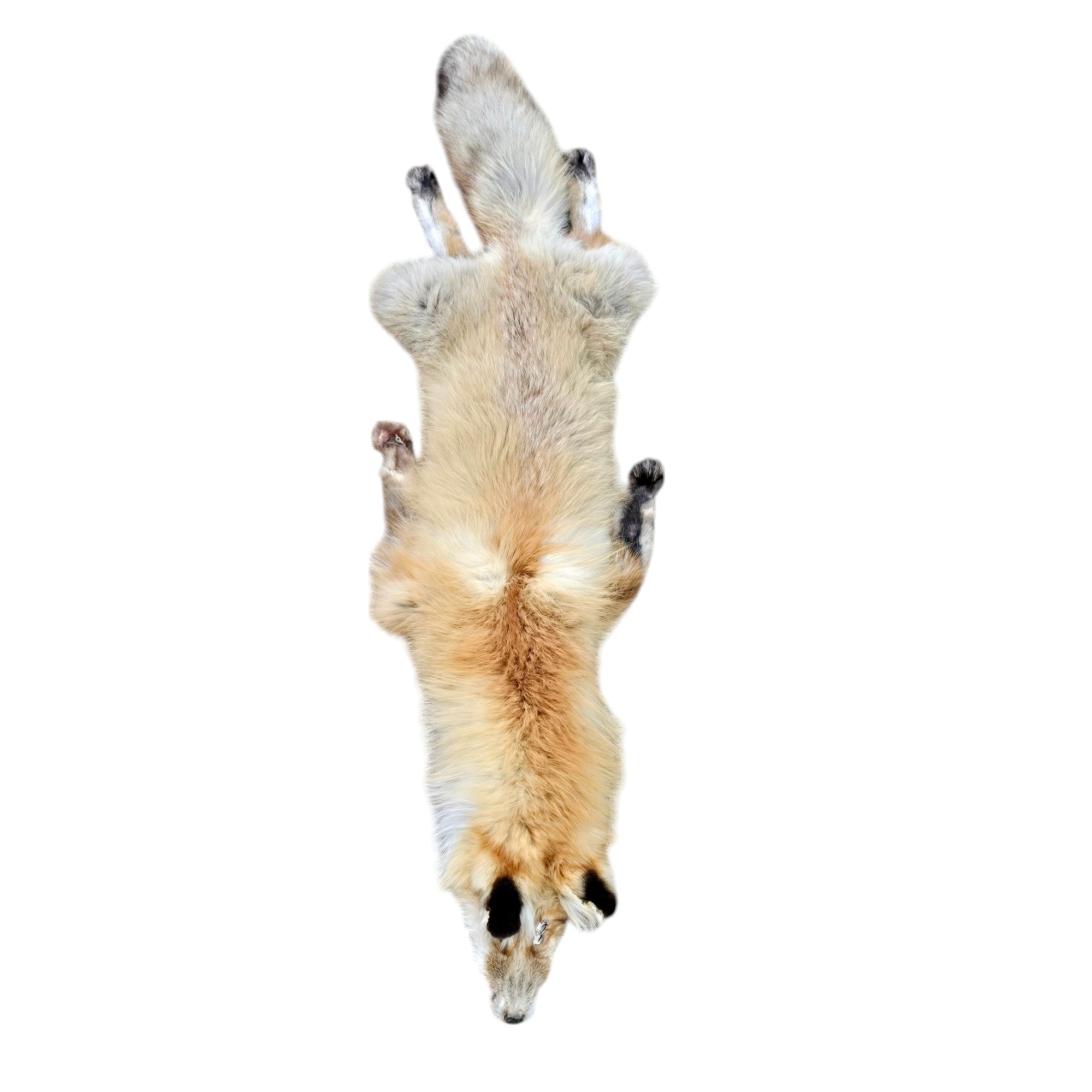 Genuine Premium Grade Red Fox Hide