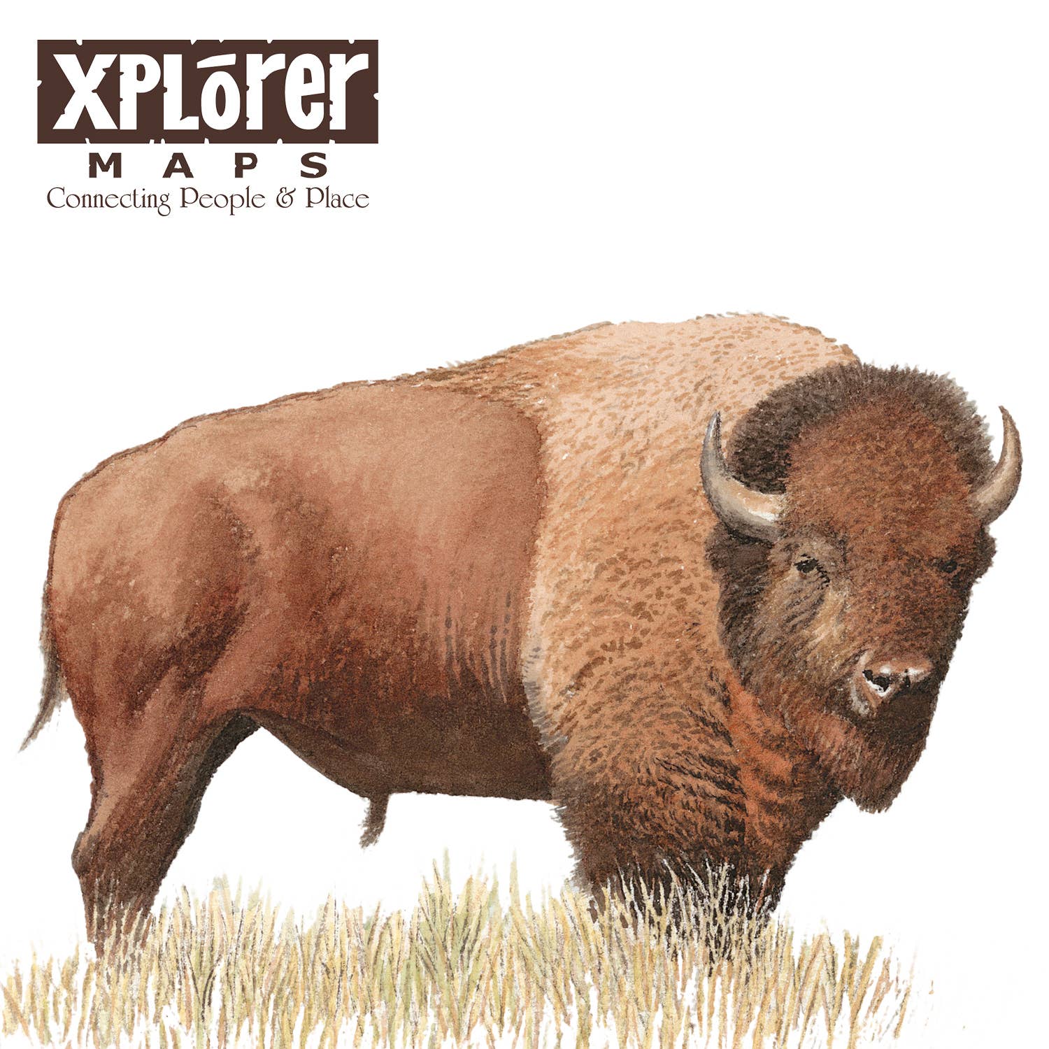 Montana - Name Drop Bison Notecard