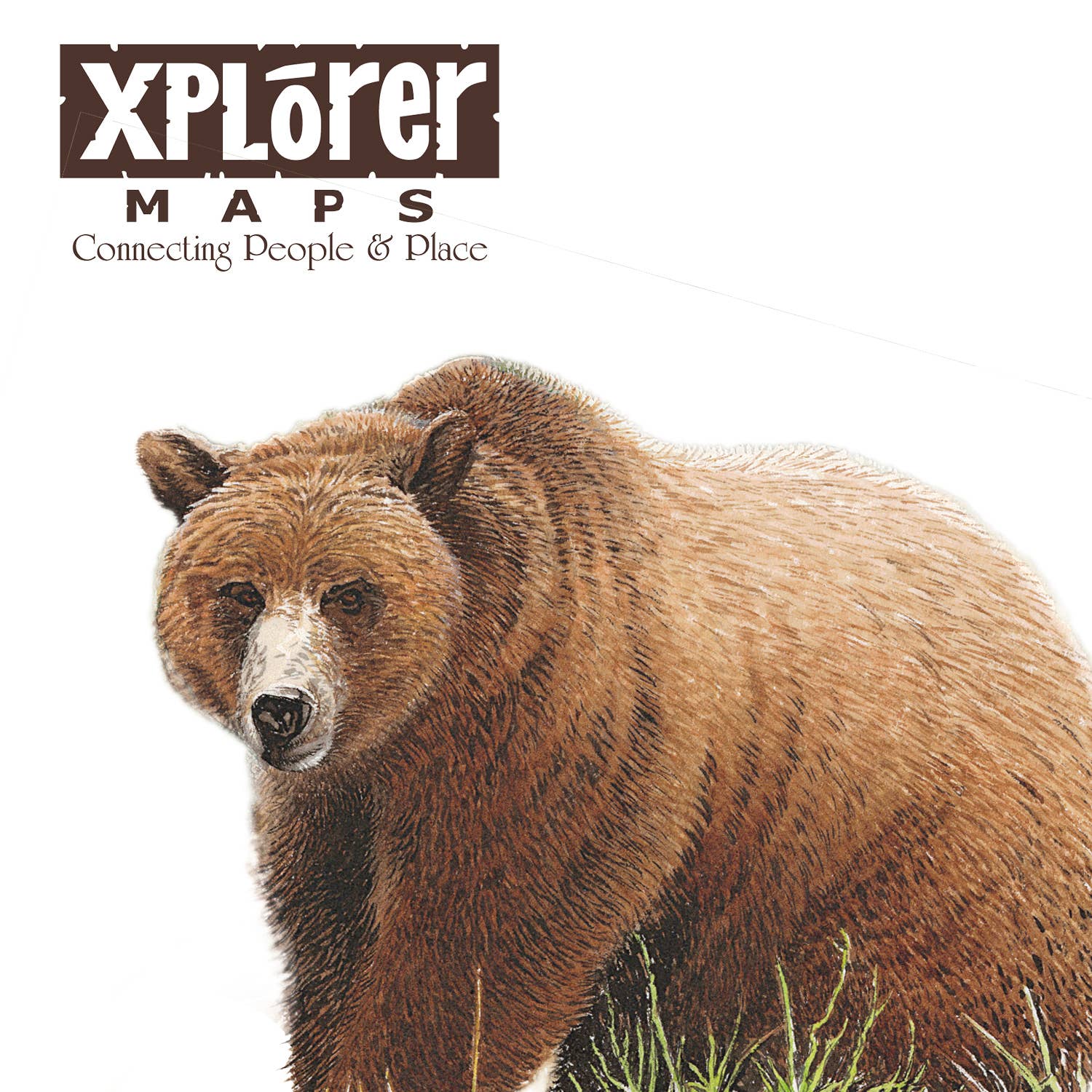 Montana -  Name Drop Grizzly Notecard