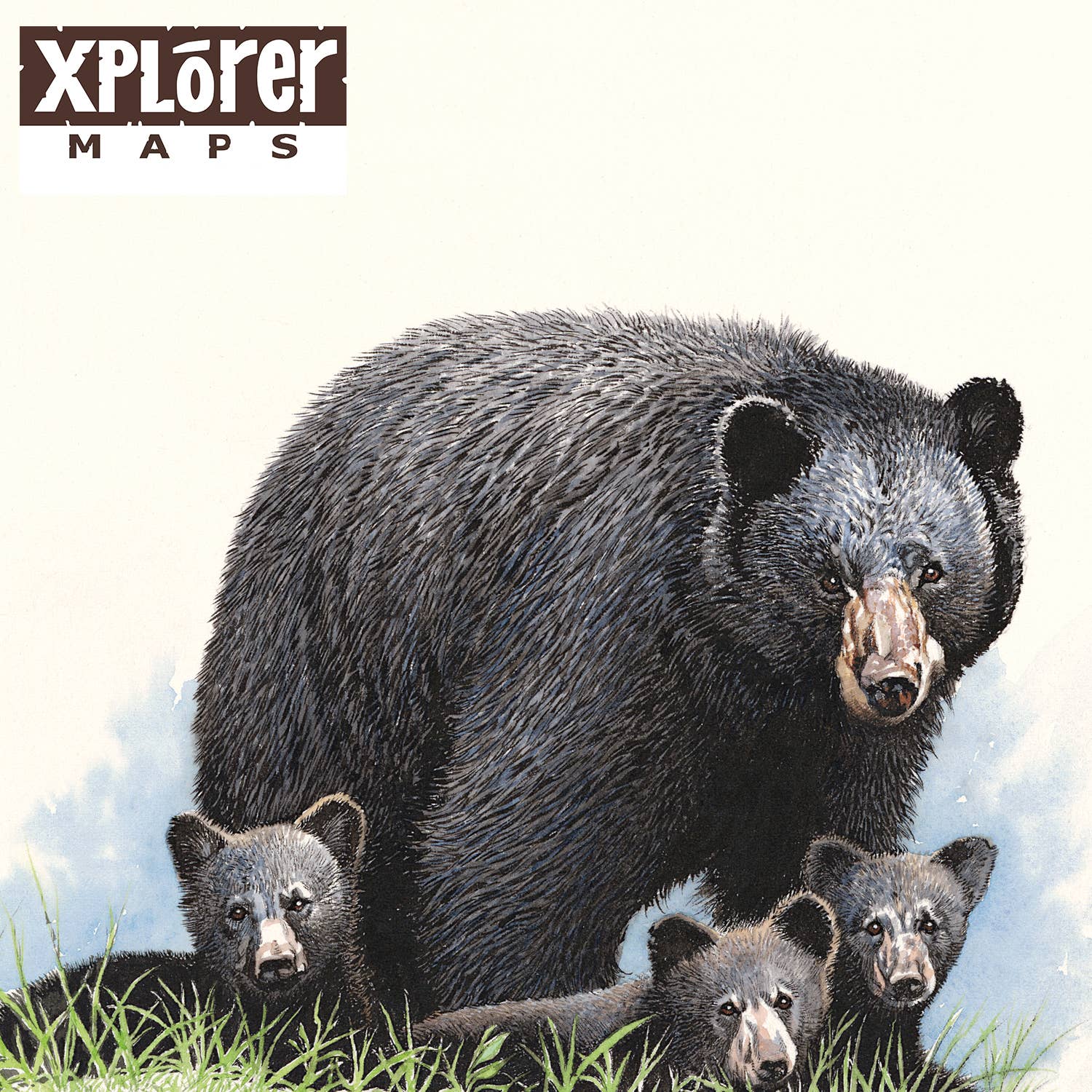 Montana -  Name Drop Black Bear Notecard